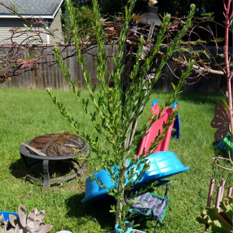 plant image 538370