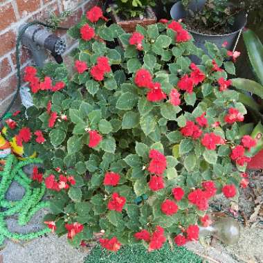 Busy Lizzie 'Dezire Pink'