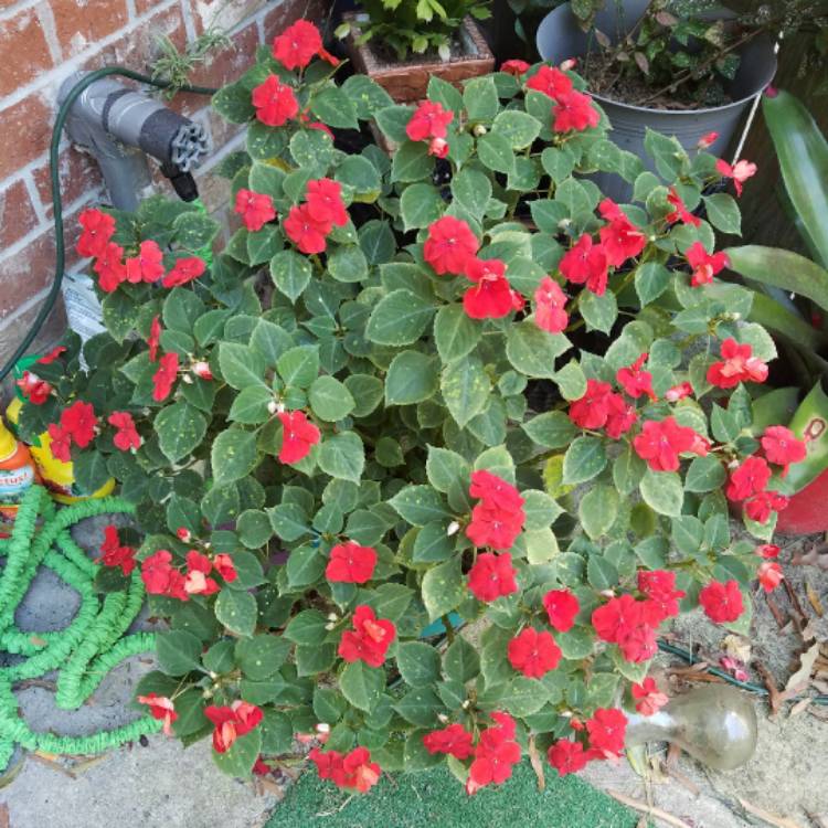plant image 542026 plant image 542026