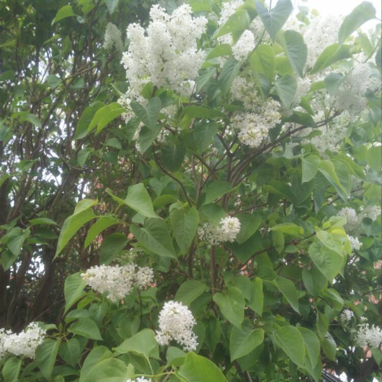 Plant image Ceanothus thyrsiflorus 'Millerton Point'