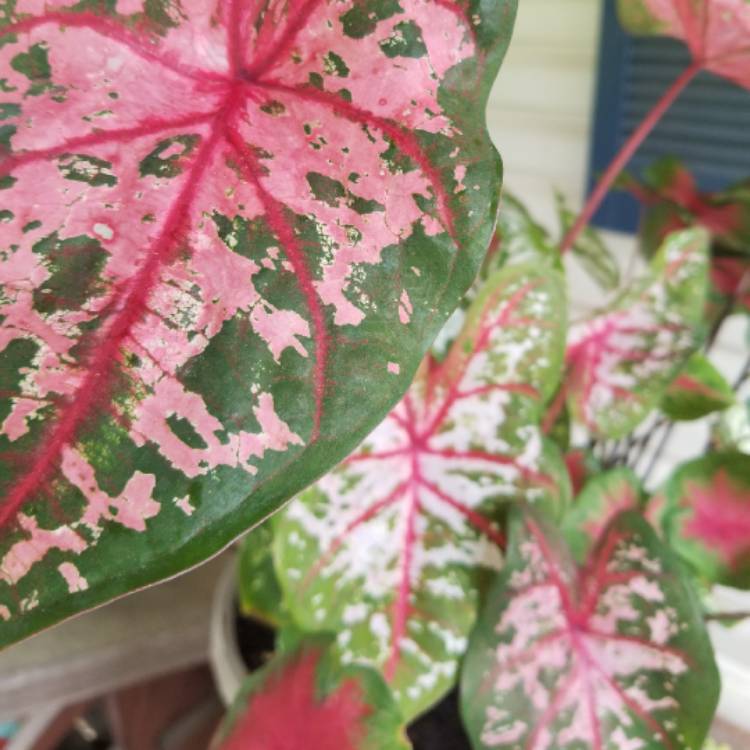 Plant image Caladium hortulanum 'Pink Cloud'
