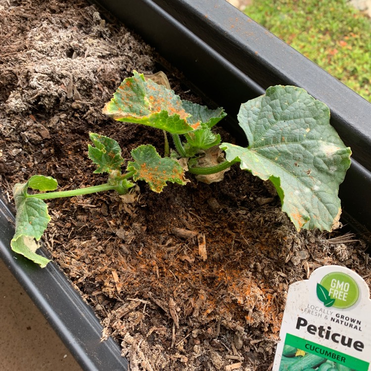 plant image 1318908