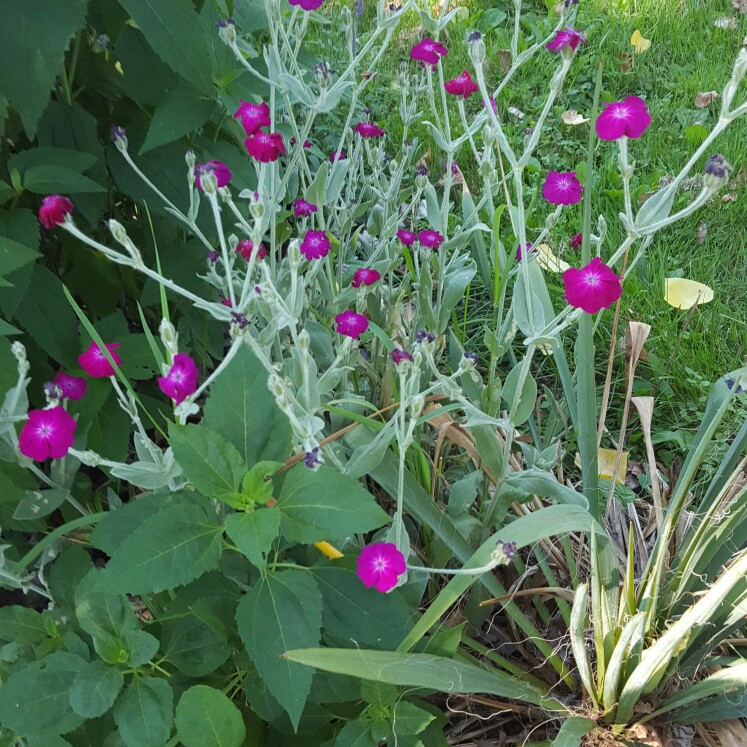 plant image 127904