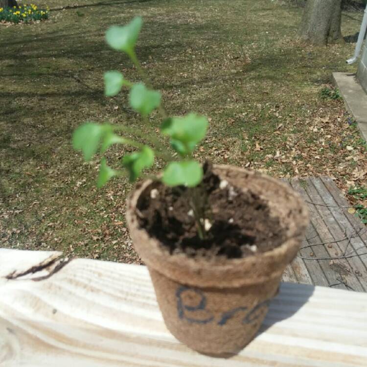 Plant image Brassica ruvo