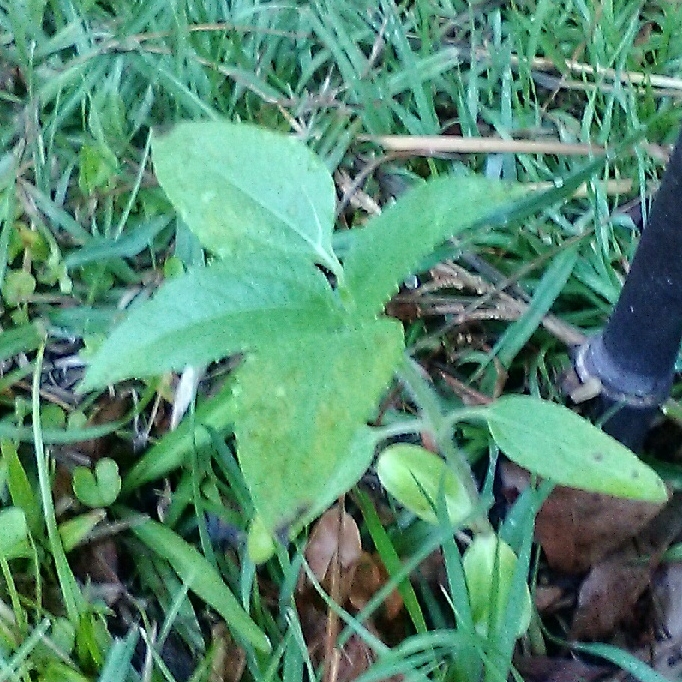 plant image 368640