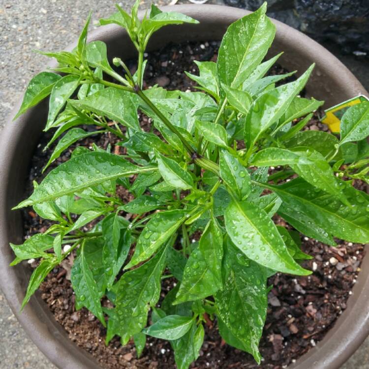 Plant image Capsicum Annuum 'Thai Hot'