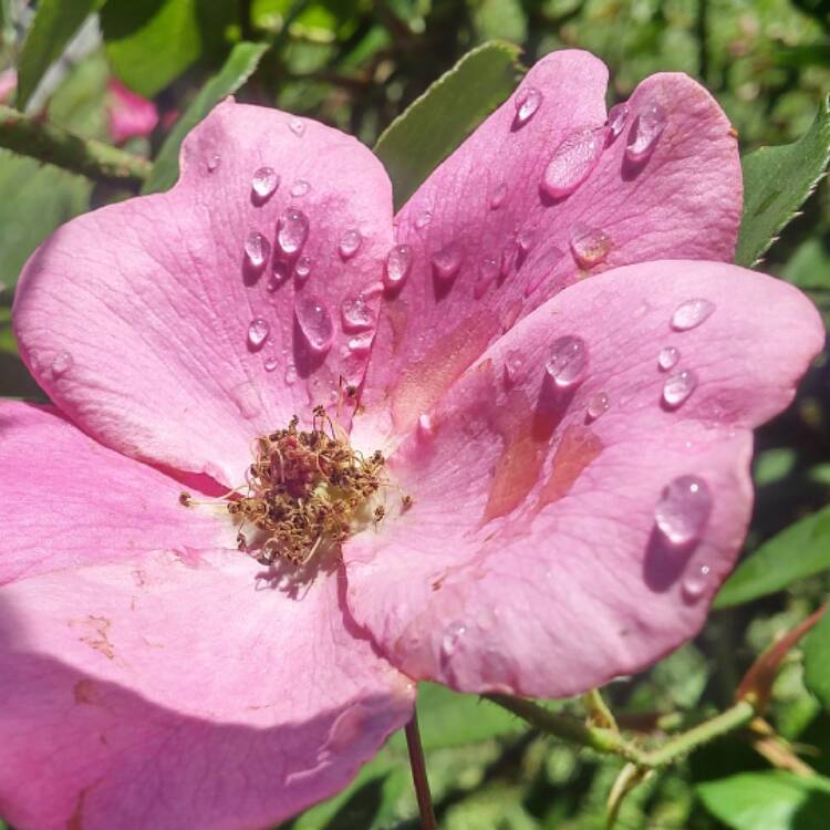 plant image 402056