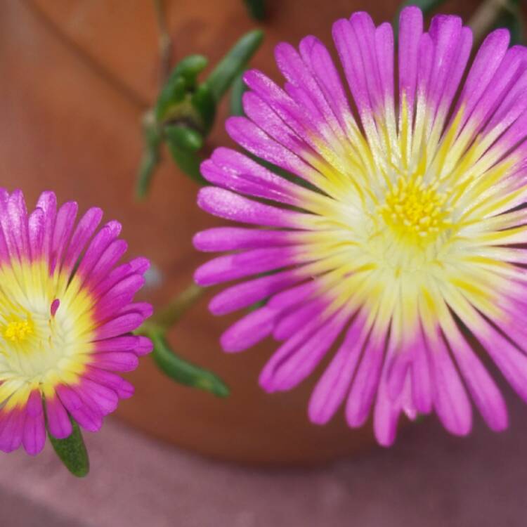 plant image 423040