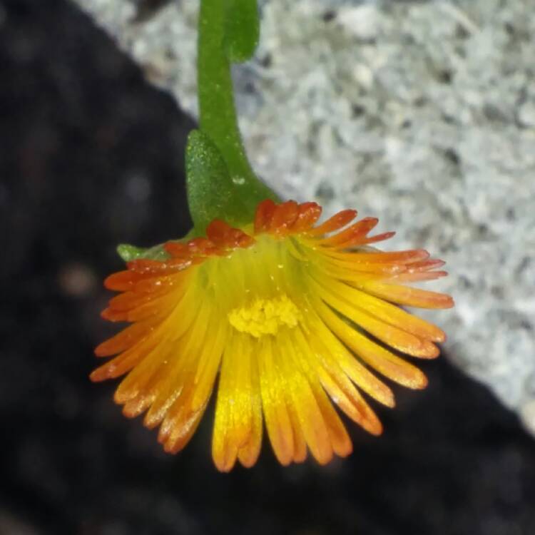 plant image 423044