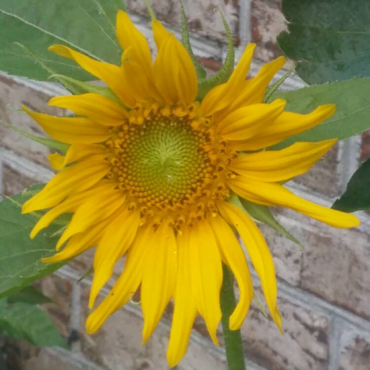 plant image 428970