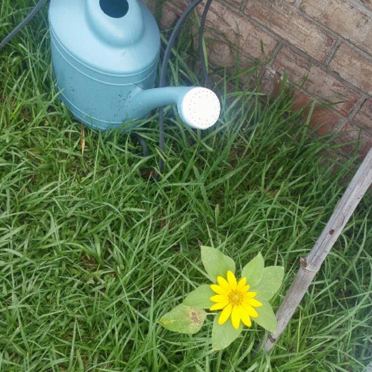 plant image 436758