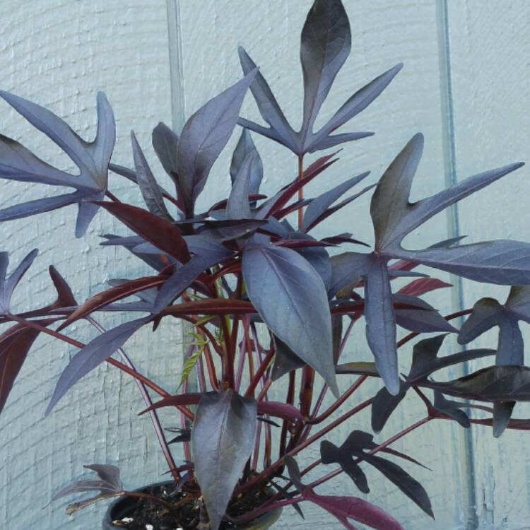 plant image 441795