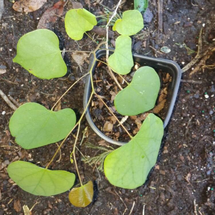 Plant image Cercis Canadensis