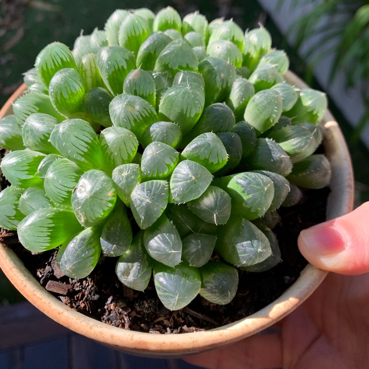 Plant image Haworthia cooperi var. 'Obtusa'