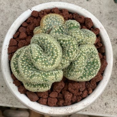 Mammillaria elongata 'Cristata'