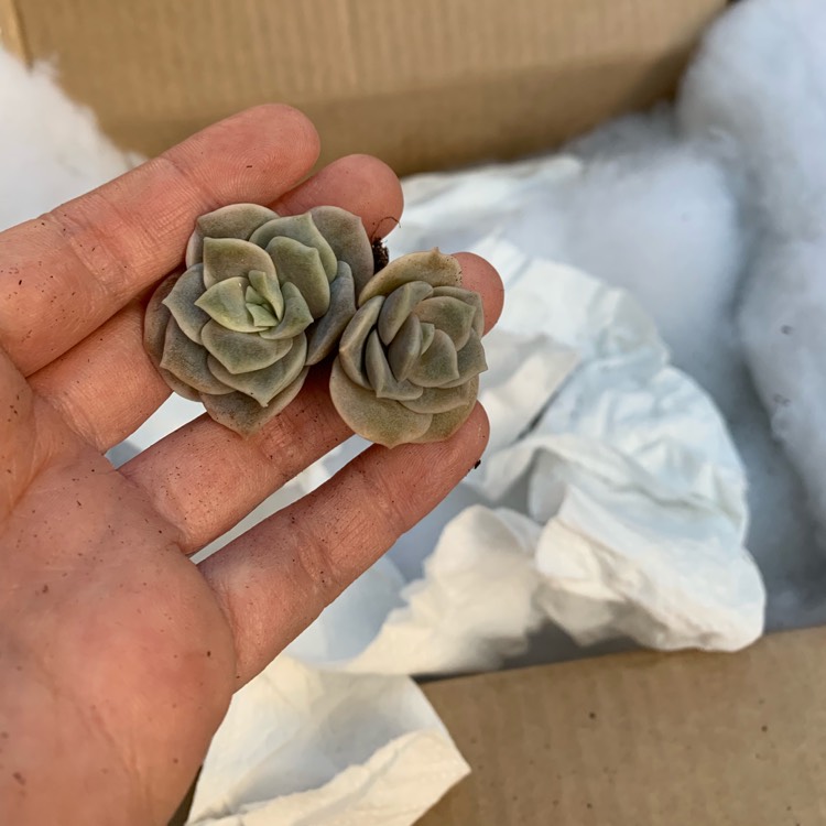 Plant image xGraptoveria Lovely Rose