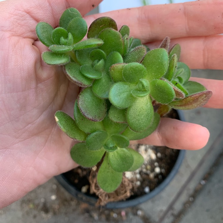 Plant image Aeonium Saundersii