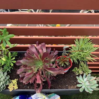 Vicky's garden