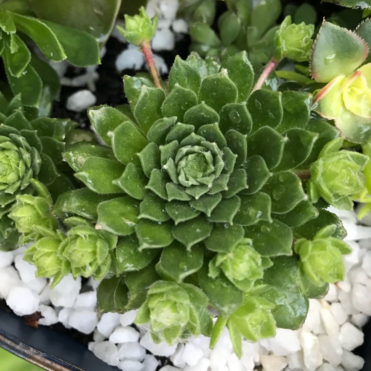Plant image Sempervivum Fuzzy Wuzzy