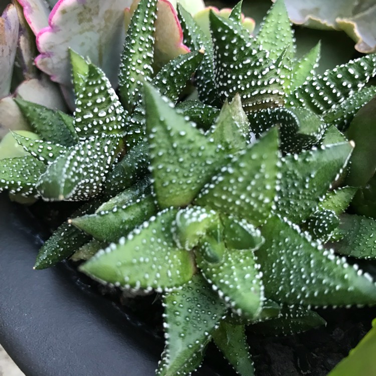 Plant image Haworthiopsis coarctata var. coarctata syn. Haworthia coarctata, Haworthia resendeana