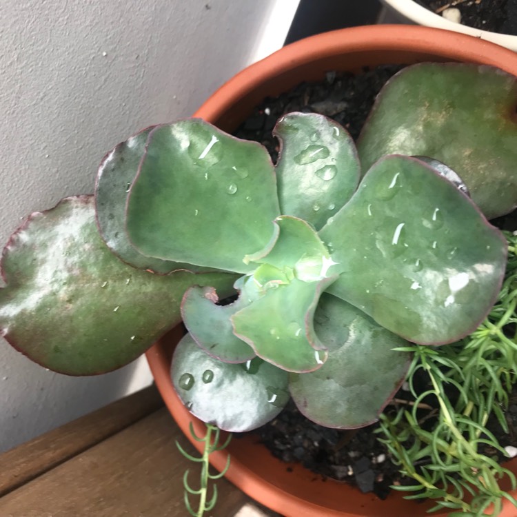 Plant image Echeveria Gingerbread