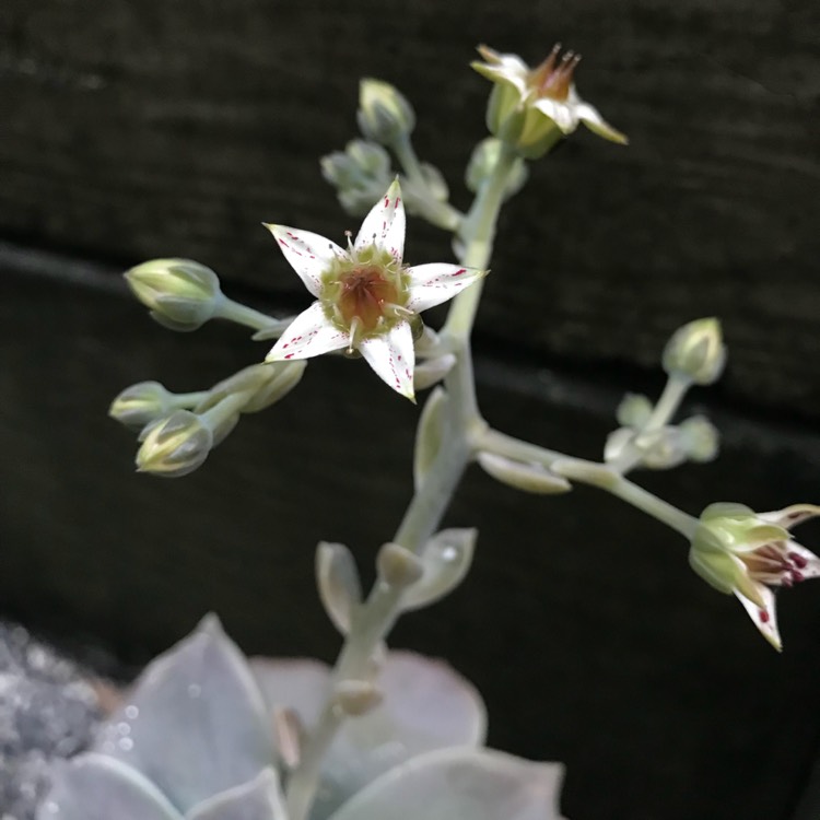 plant image 741031 plant image 741031