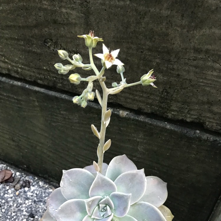 plant image 741036 plant image 741036
