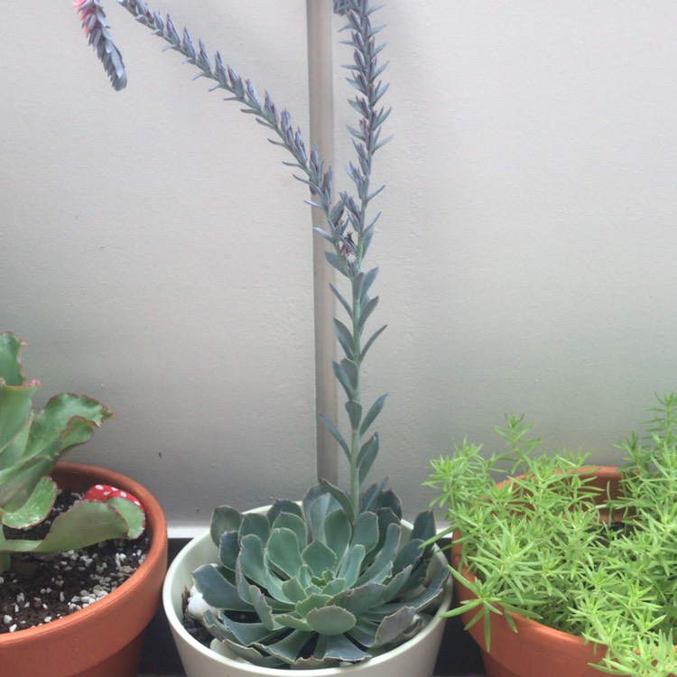 Plant image Echeveria Shaviana Truffles