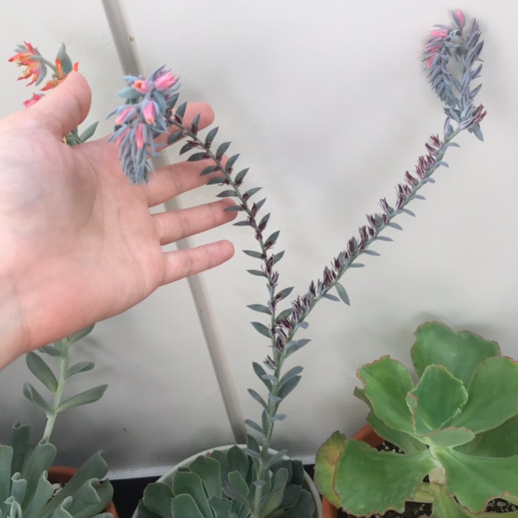 Plant image Echeveria Shaviana Truffles