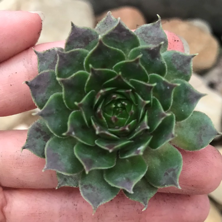 Plant image Sempervivum Marland Beauty