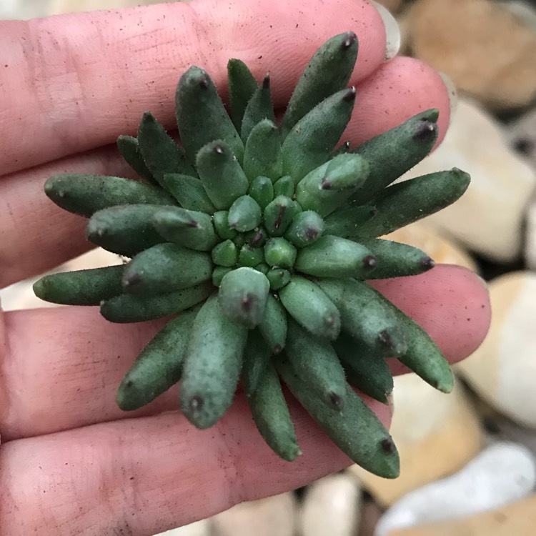 Plant image Sempervivum Calcareum Grigg's Surprise