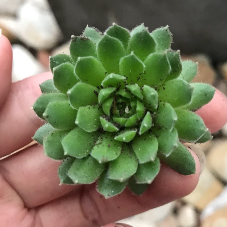 Plant image Sempervivum Pekinese