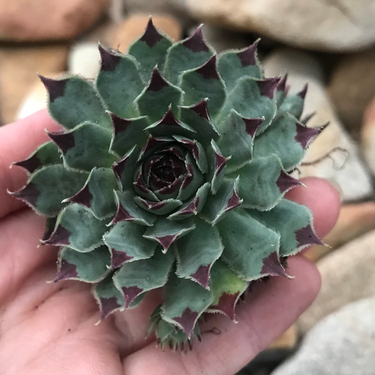 Plant image Sempervivum Tectorum var. Calcareum