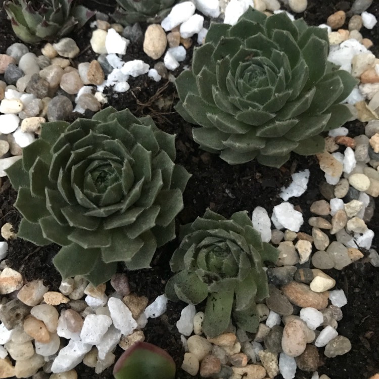Plant image Sempervivum Rosie