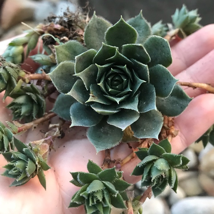 Plant image Sempervivum Blue Boy