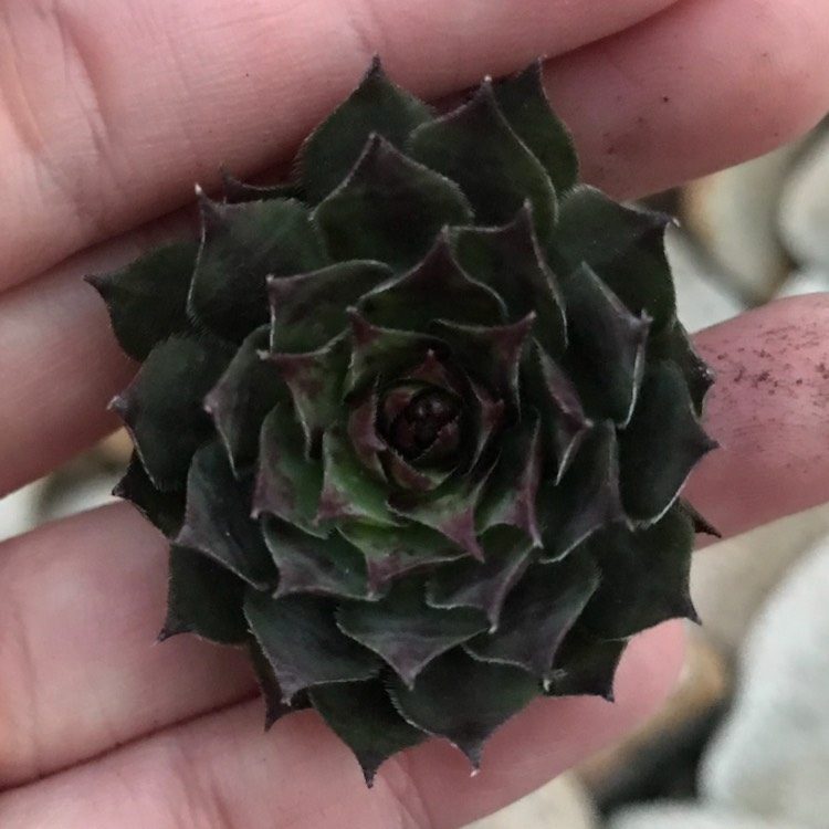 Plant image Sempervivum Reward