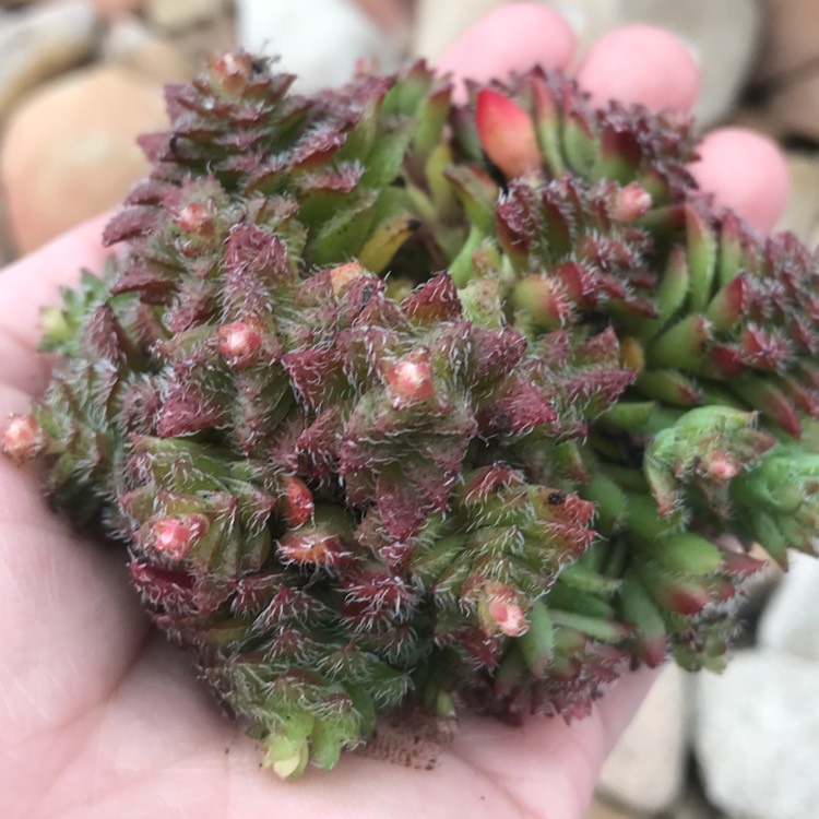 plant image 765687
