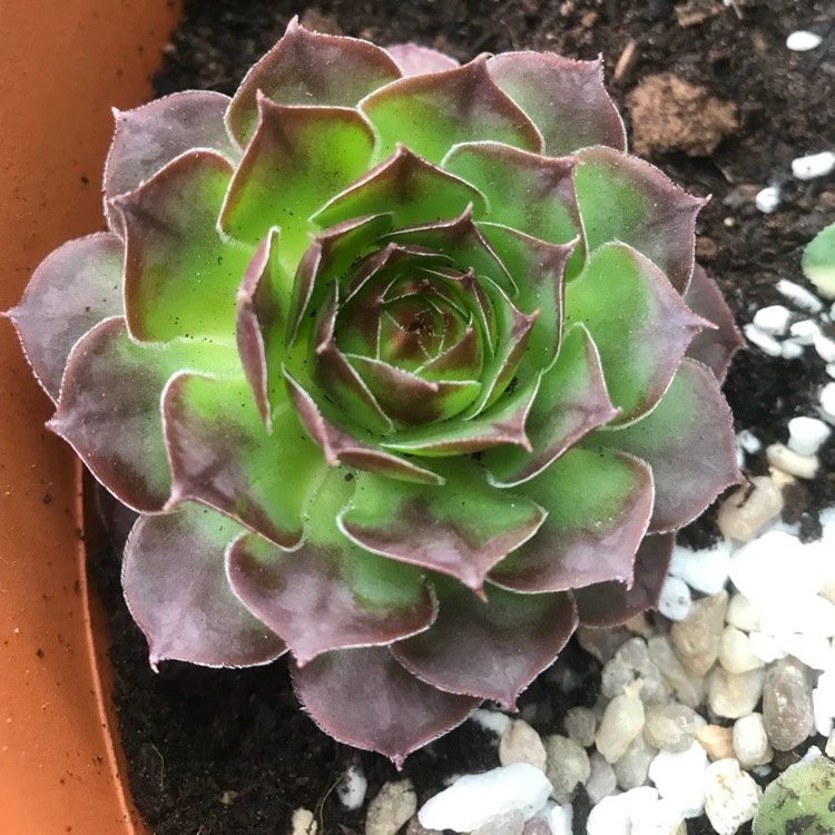 Plant image Sempervivum Granby