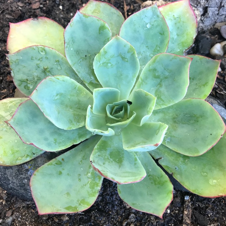 Plant image Echeveria Powder Blue