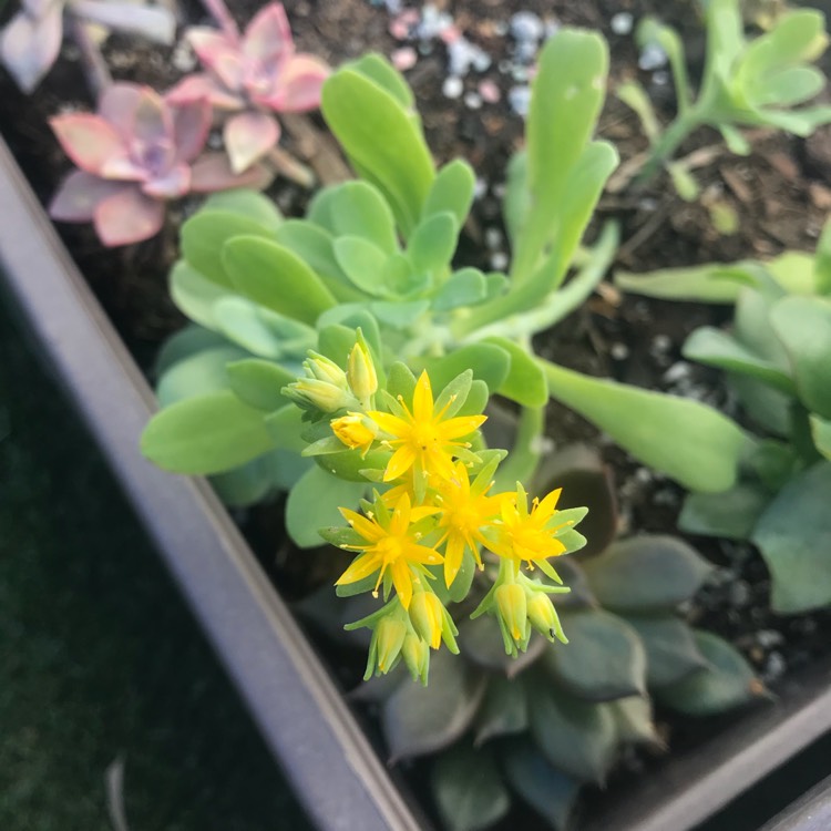 Plant image Sedum Palmerii