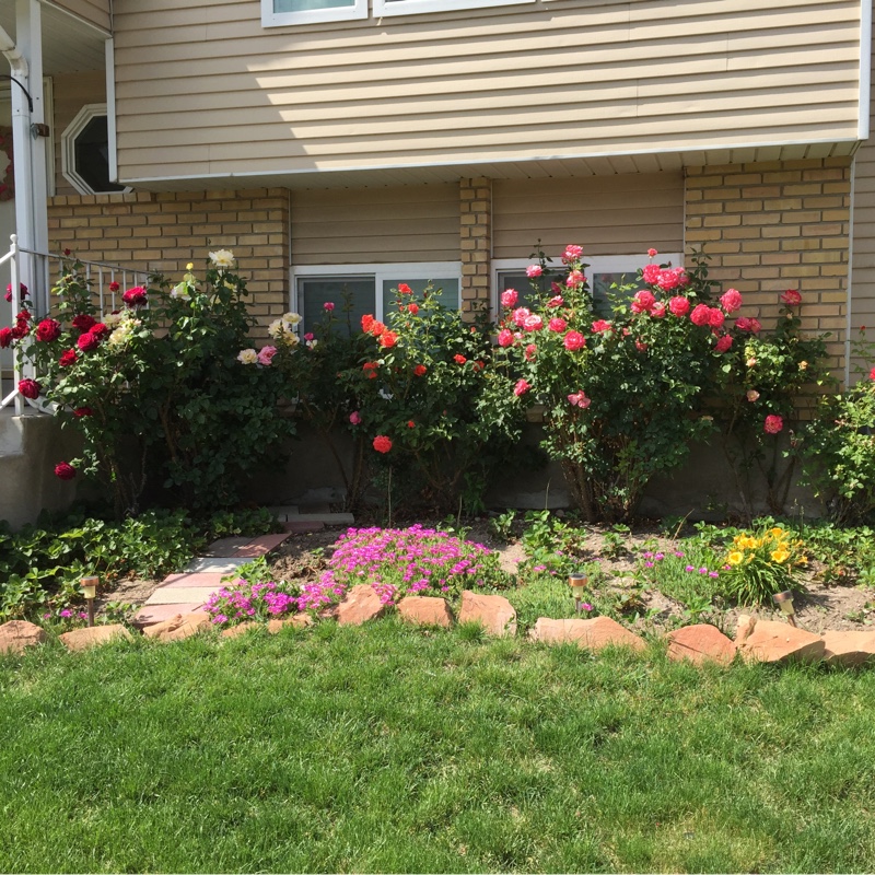 Amanda's garden