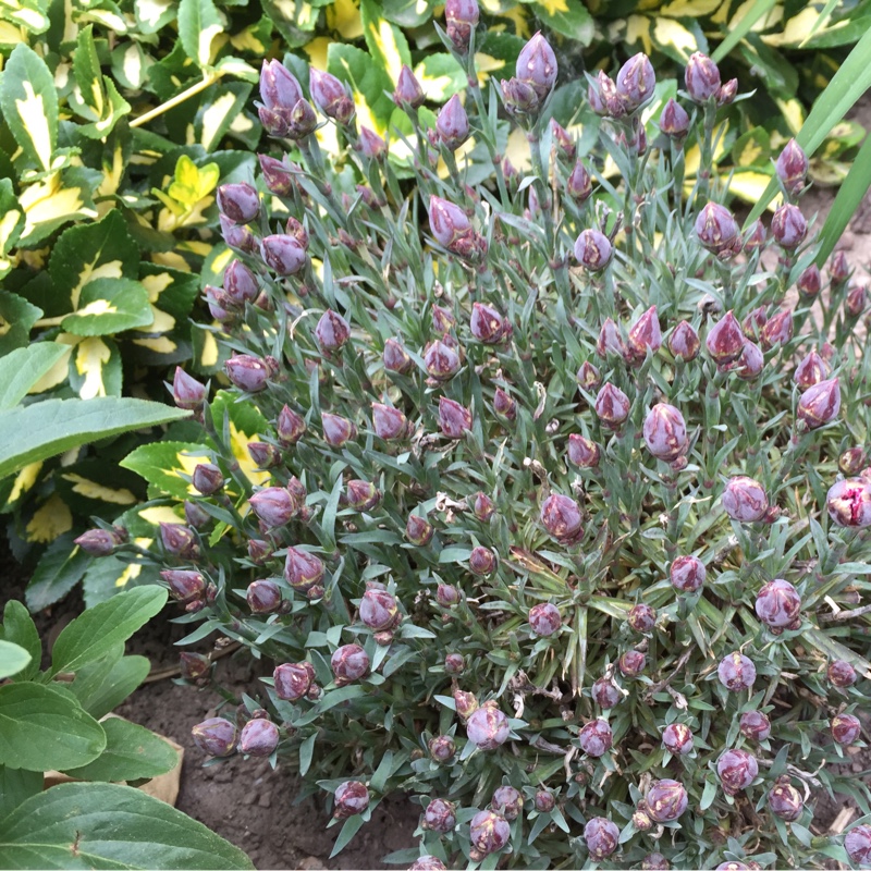 Amanda's garden