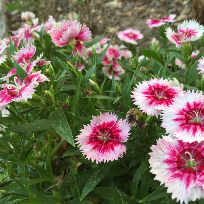 China Pink 'Floral Lace Picotee'