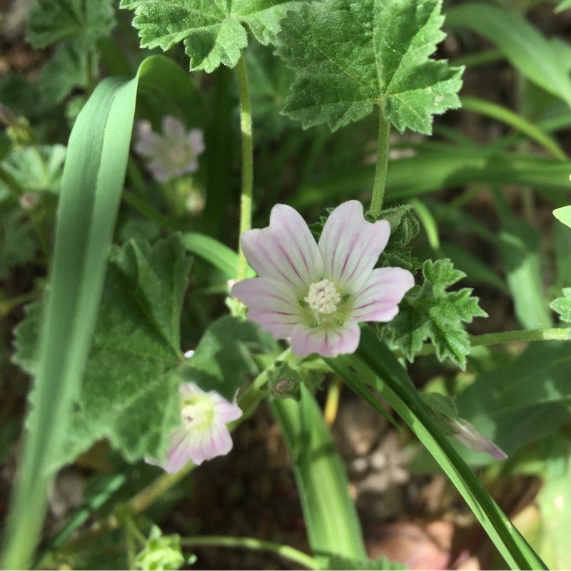 Amanda's garden