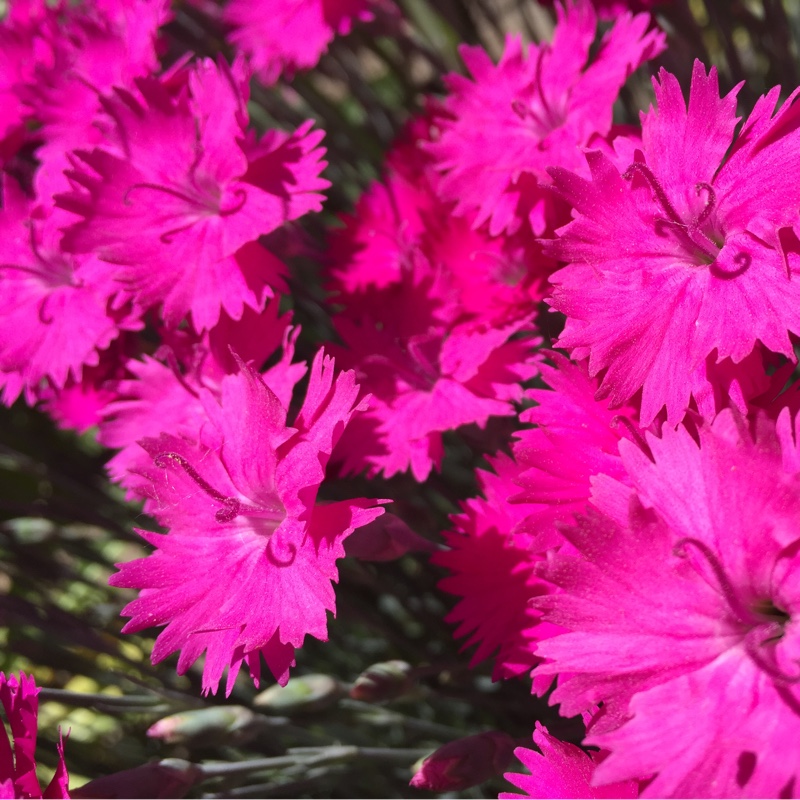 Sweet William