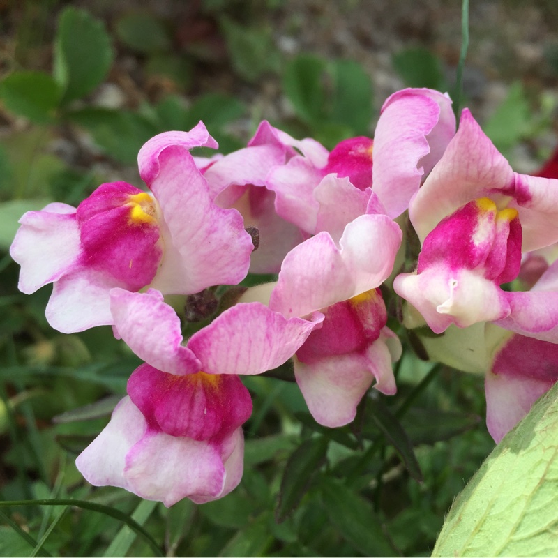 Amanda's garden