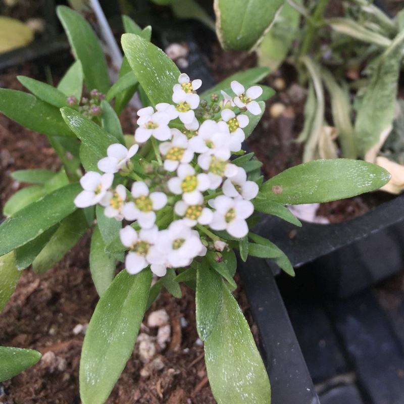 plant image 76410