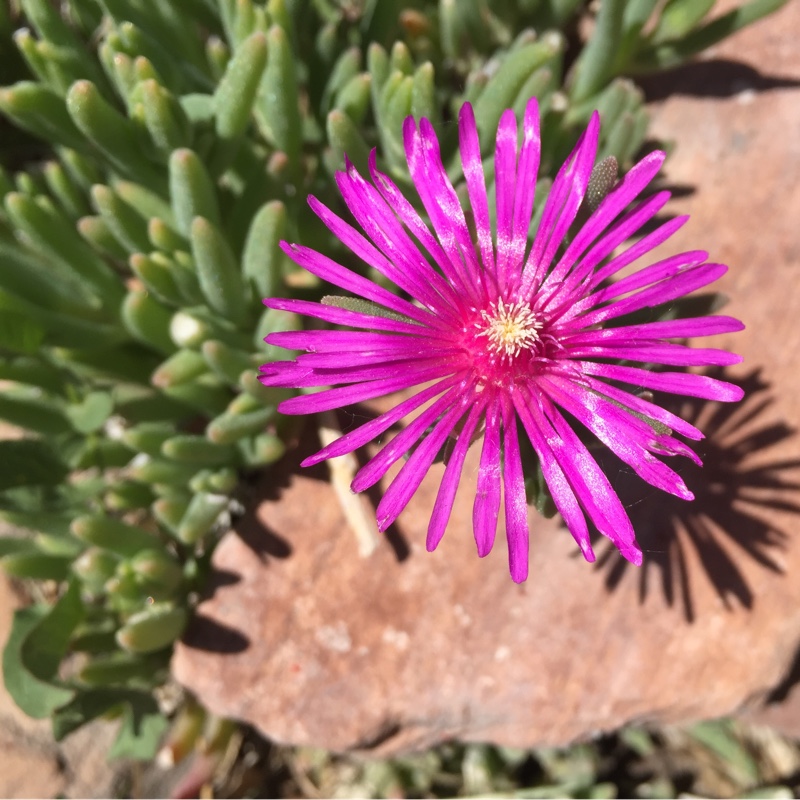Cooper's Ice Plant