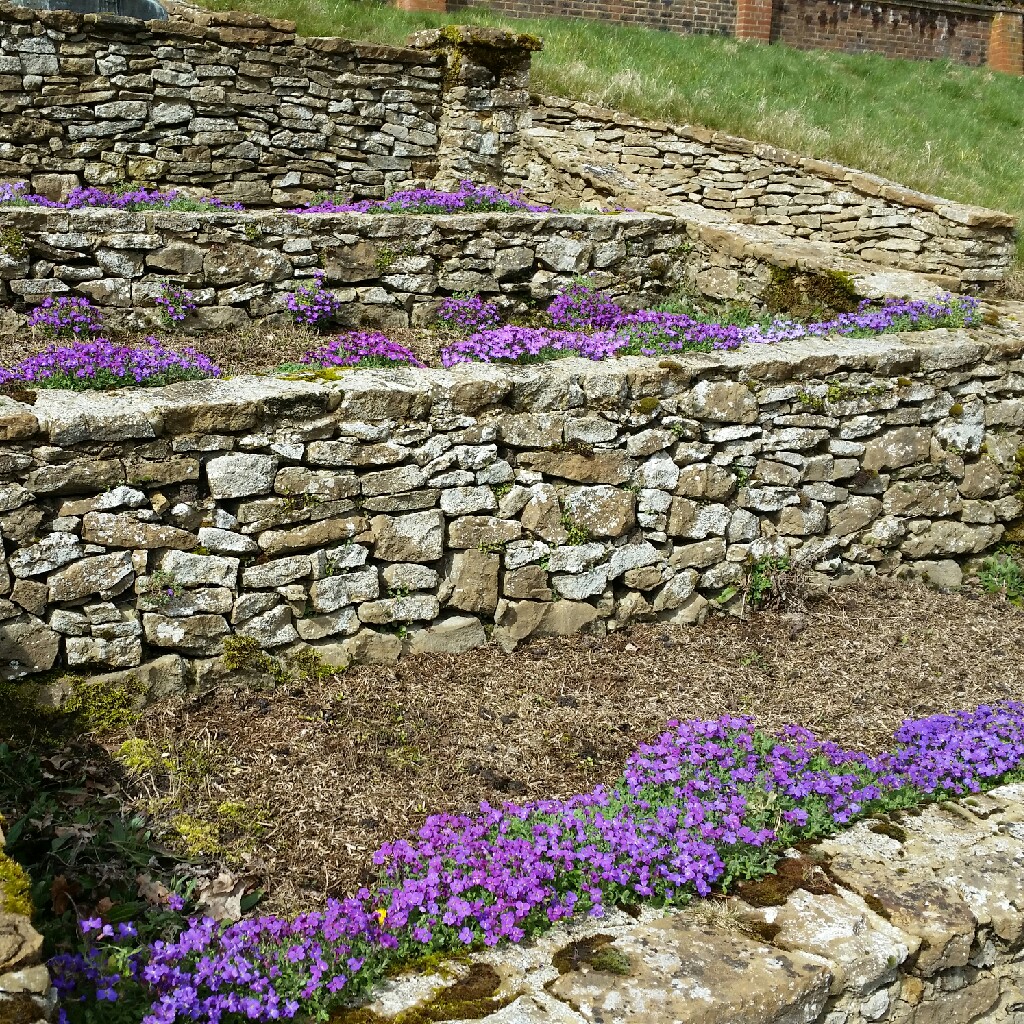 Aubrieta