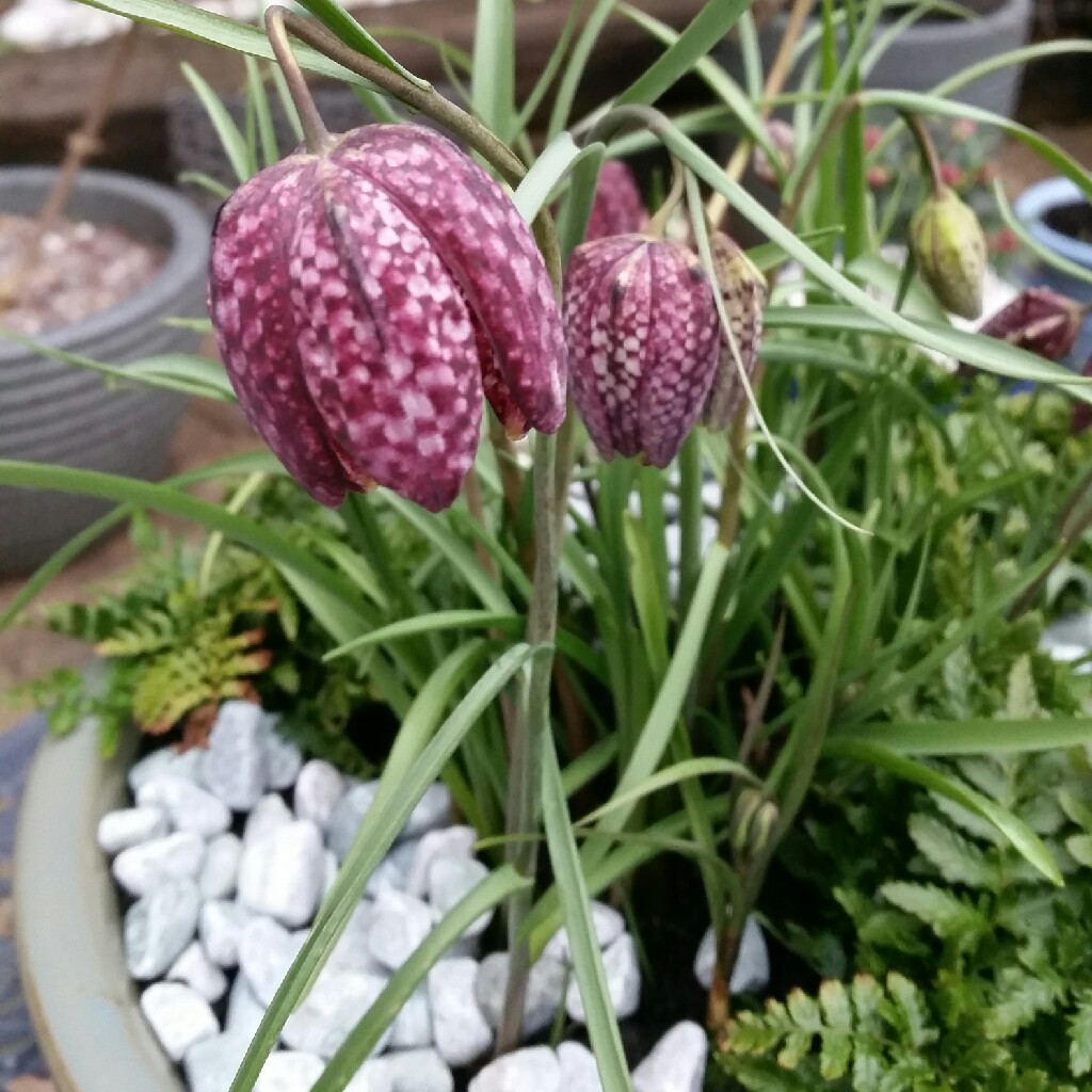 plant image 55112